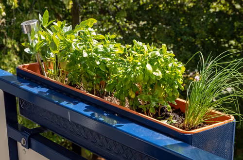 Zmień balkon w zielony ogródek! Praktyczny poradnik dla początkujących na wiosnę!