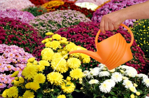 Najczęstszy błąd z chryzantemą? Źle dobrane podlewanie!