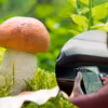 Google Maps pomoże Ci w szukaniu grzybów! Zastosuj się do tych instrukcji a wrócisz z lasu z pełnymi koszami grzybów