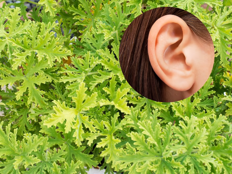 Zwiń listek i włóż go do ucha! Ten rodzaj pelargonii przyniesie ci ulgę.