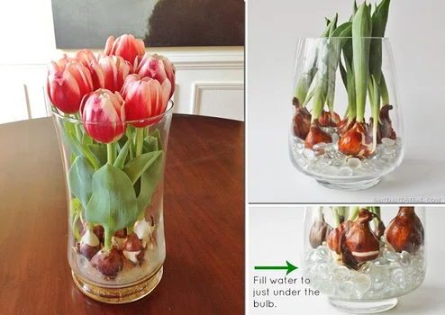 Wyhoduj sobie tulipany
