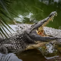 Największa powódź od 30 lat w tym kraju: Zoo w ruinie, groźne gady na wolności!