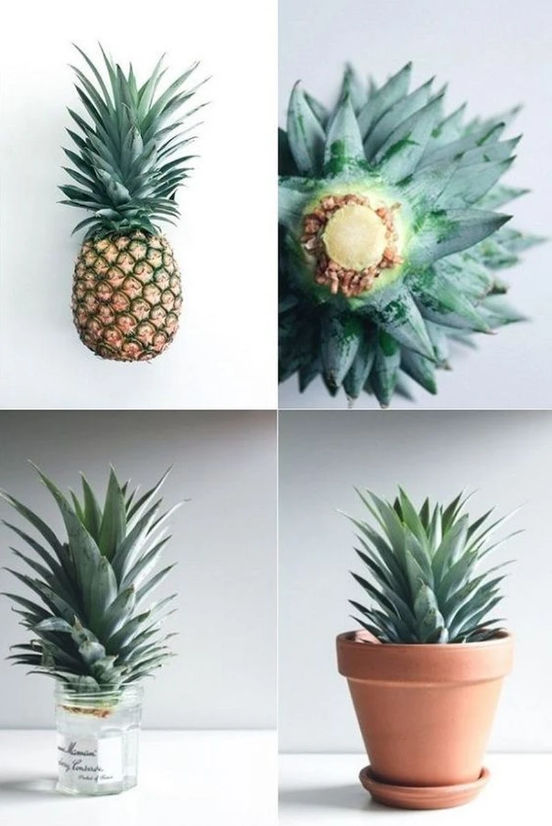 ananas w doniczce