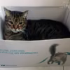 Kocie testowanie - podsumowanie kampanii Purina ONE