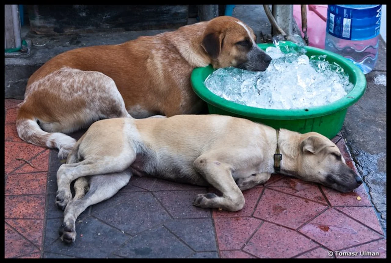 Zwierzęta też cierpią z powodu upałów! Jak im pomóc w gorące dni?