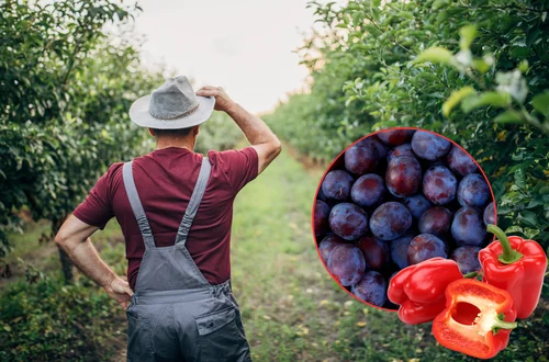 Rolnik został z 11 tonami śliwek. Oszukała go firma widmo!