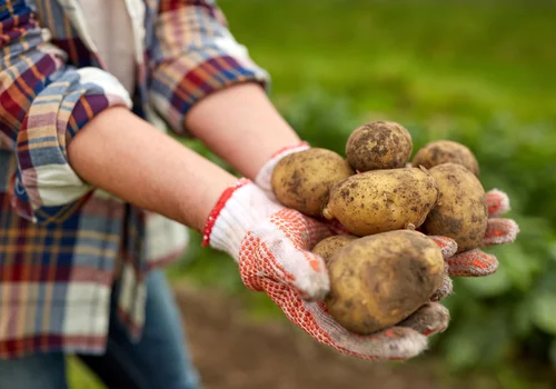 Ta prosta czynność, gwarantuje rekordowe plony ziemniaków! Liczy się czas i regularność