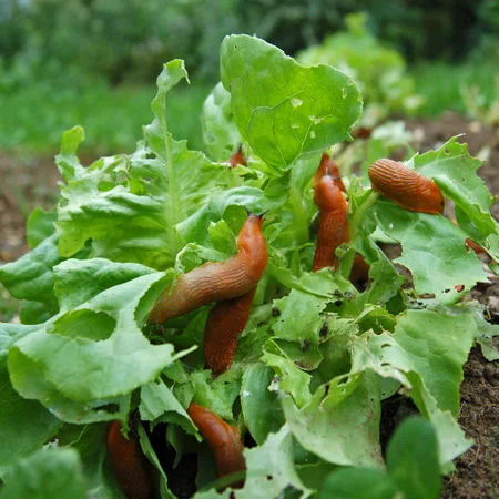 Jak pozbyć się ślimaków z ogrodu? Zastosuj te proste metody a zostawią Twój ogród w spokoju