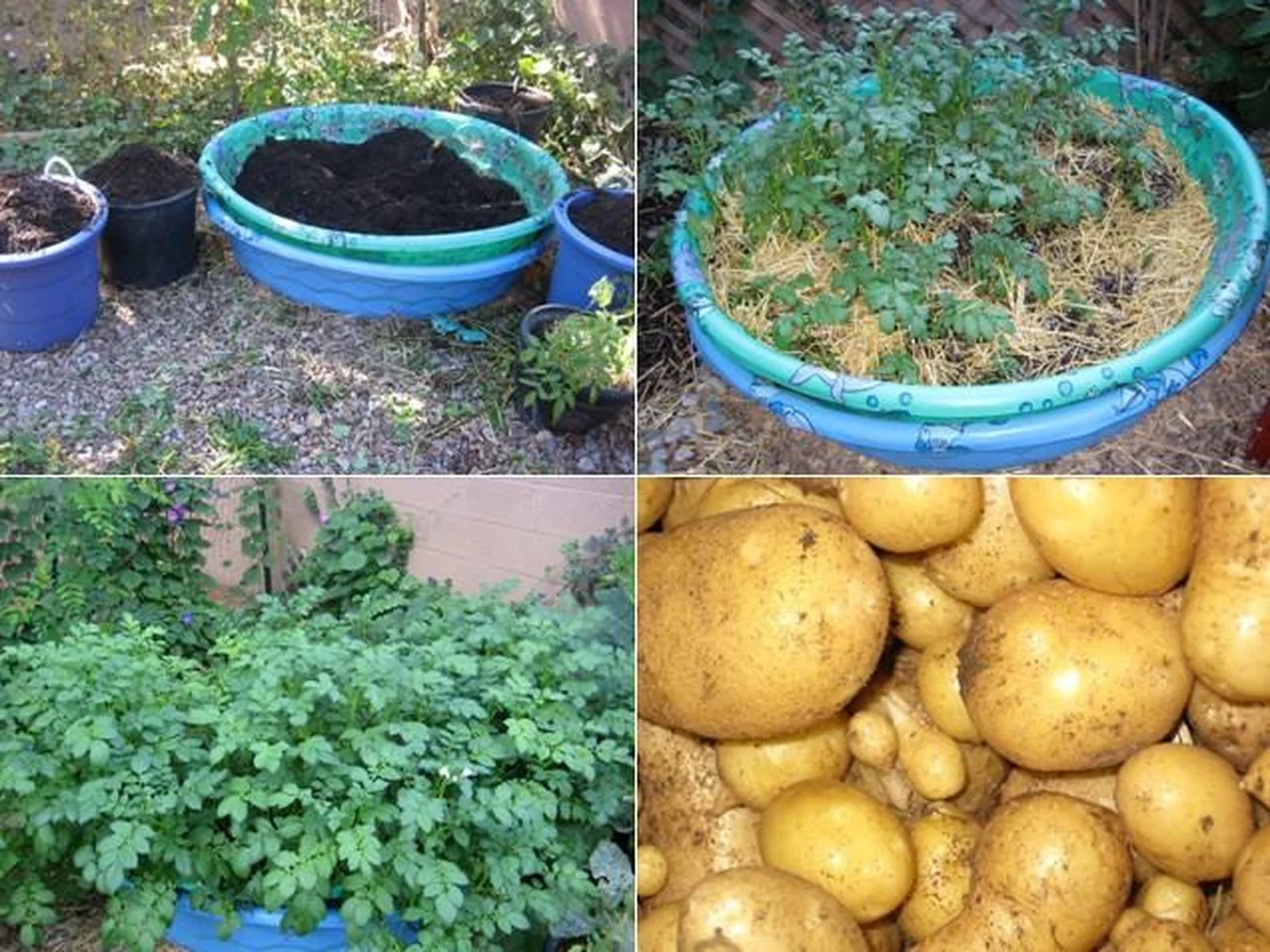 Przydomowa hodowla ziemniaków