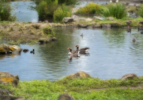 Światowy Dzień Dzikiej Przyrody: Dlaczego Ochrona Przyrody Jest Kluczowa?