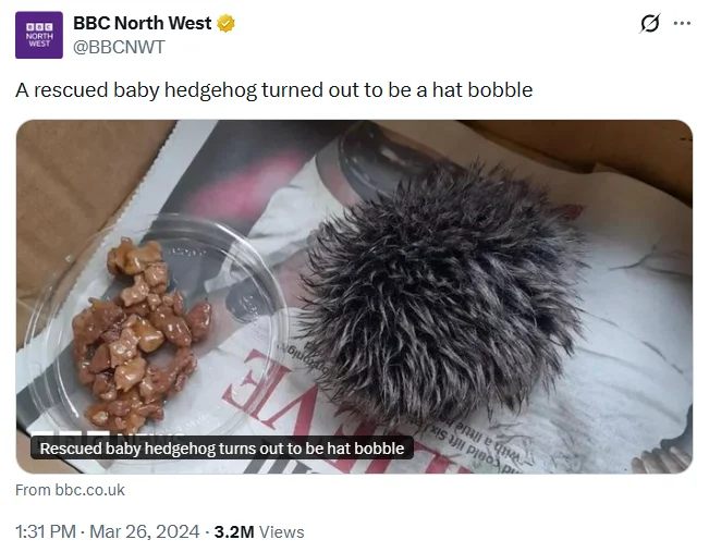 Zdjęcie Kobieta myślała, że znalazła jeża - opiekowała się nim i zawiozła do weterynarza! Na miejscu okazało się, że to pompon od czapki #1