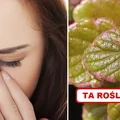 Dzięki tej roślinie BÓL ZATOK zniknie!