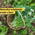 Naturalny antybiotyk prosto z lasu!  Czosnek niedźwiedzi -i jego właściwości zdrowotne i lecznicze.