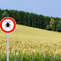 8 ciekawostek o KLESZCZACH, których wcześniej nie znałaś!