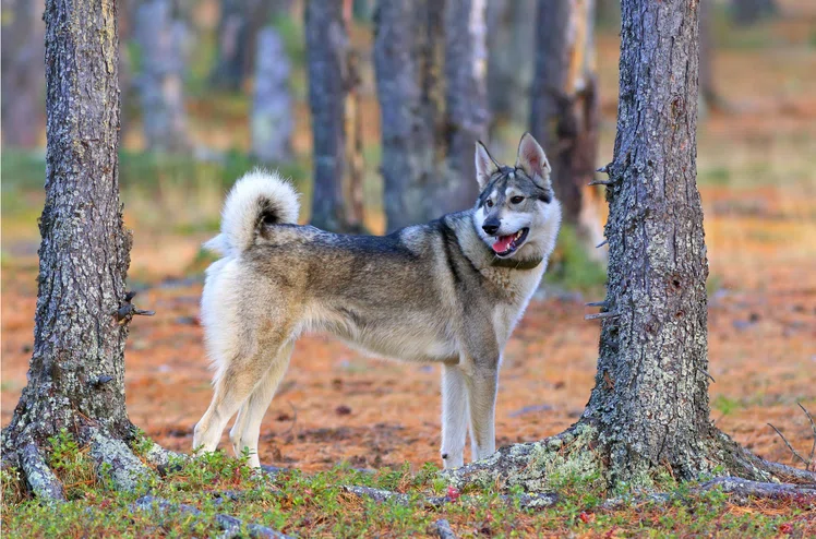 Zdjęcie Czy można spacerować z psem bez smyczy po lesie? #1