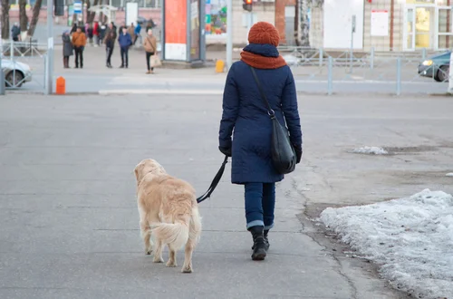 1500 zł na start dla nowego opiekuna psa - Ten rejon Polski chce wprowadzić program "Becikowe 4 łapy"