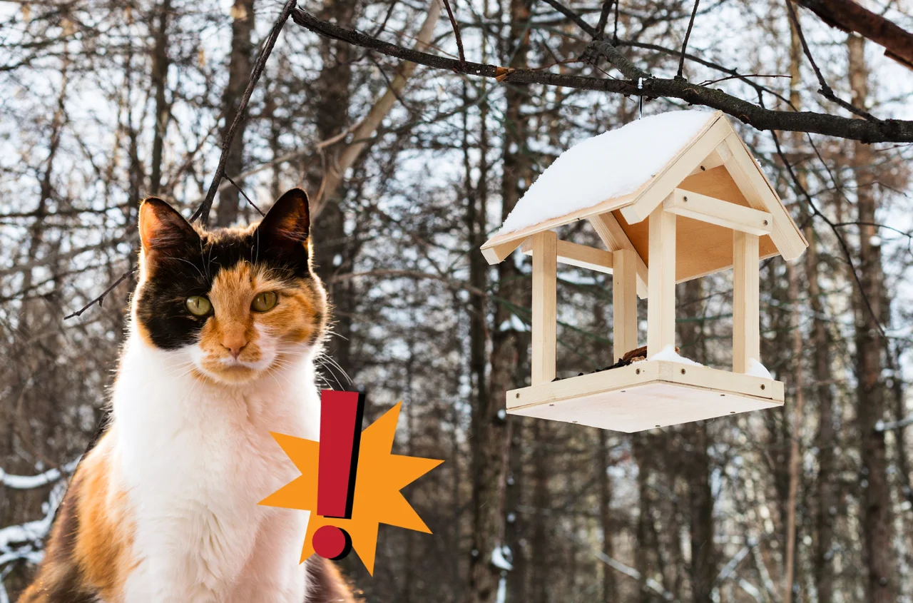 Ukryty wróg przy karmniku! Jak nieświadomie narażasz ptaki na śmierć?