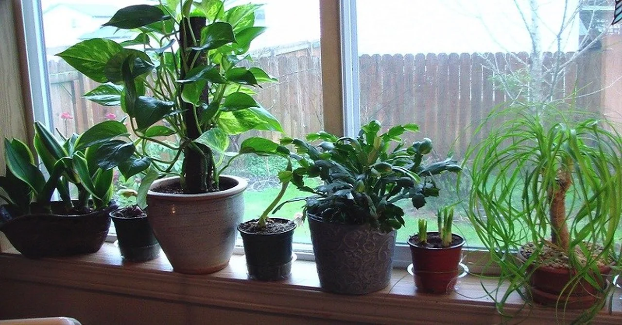 5 roślin, które oczyszczą powietrze z toksyn i poprawią nastrój