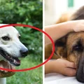 Wszystko na temat szczepień psa, o których powinien wiedzieć właściciel!