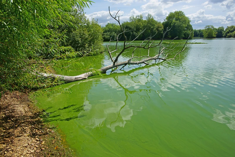 Sinice  - dlaczego są groźne dla człowieka?