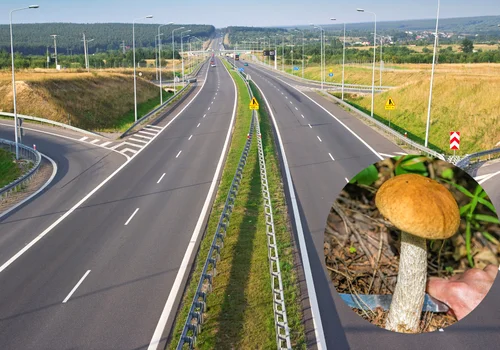 Pojechałam na grzyby i przeżyłam szok! Grzybiarze na autostradzie -"Czy to normalne?" pyta zbulwersowana Ewa. [LIST]