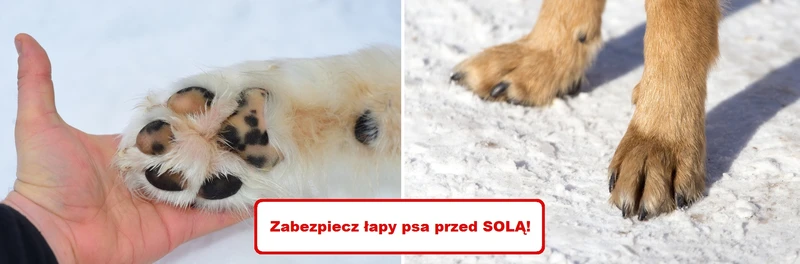 Wypróbuj mieszankę która ochroni łapy Twojego PSA przed SOLĄ na chodnikach!