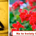 Lubisz kwiaty? Tych lepiej nie uprawiaj w domu!