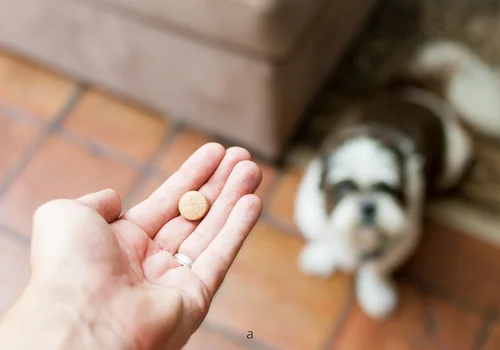 Czy można dać psu paracetamol?