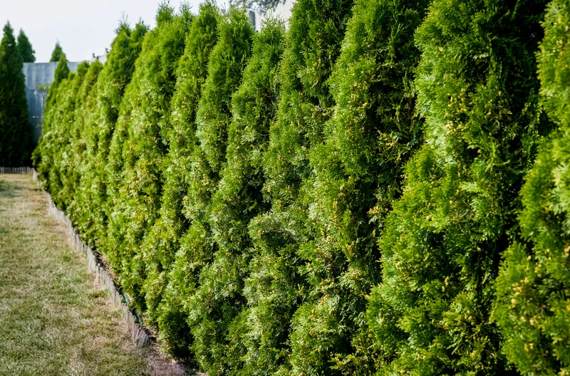 Tuje sąsiadów zasłaniają Twoje okna? A oni odmawiają przycięcia? Zobacz, jakie kroki możesz podjąć