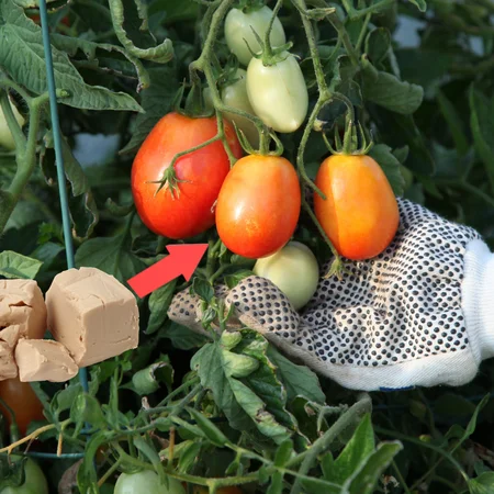 Oprysk z drożdży na pomidory i ogórki - słynny przepis ogrodników!