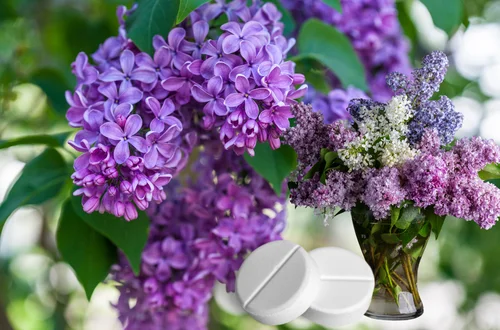 Dodaj tę tabletkę do bzu, a będzie pachnieć tygodniami! Ta jedna rzecz zmienia wszystko