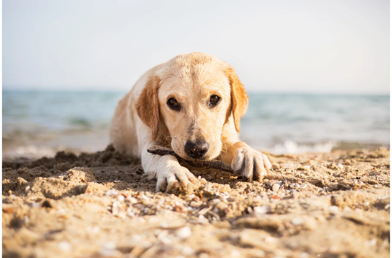 Polskie plaże nie dla psów? Wiemy, co na ten temat sądzą Polacy!