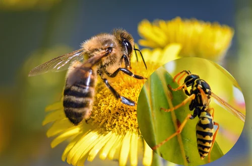 Pszczoła kontra osa: jak je odróżnić? Które użądlenie boli bardziej?