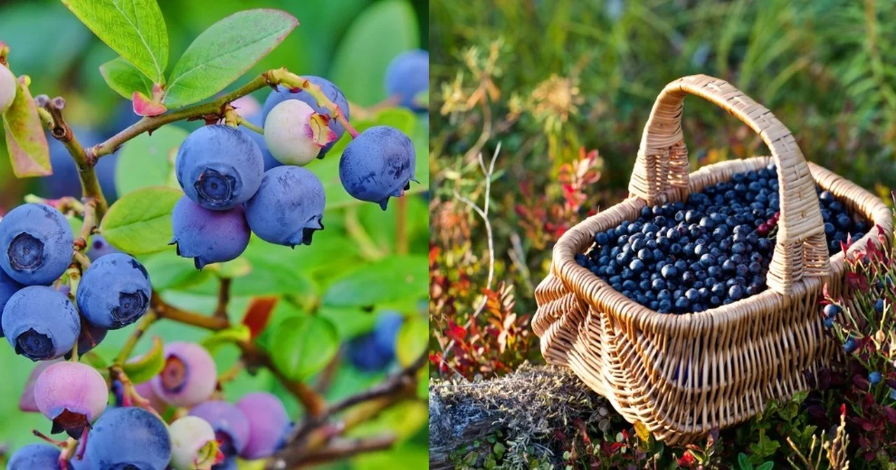 Czym się różni borówka od jagody? Poznaj zalety owoców jagodowych Kobieceinspiracje.pl