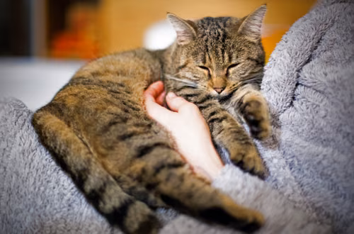 Kocia terapia na depresję! Jak mruczenie leczy nasze emocje