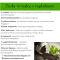 Zioła do walki z trądzikiem