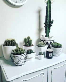 Kolekcja kaktusów