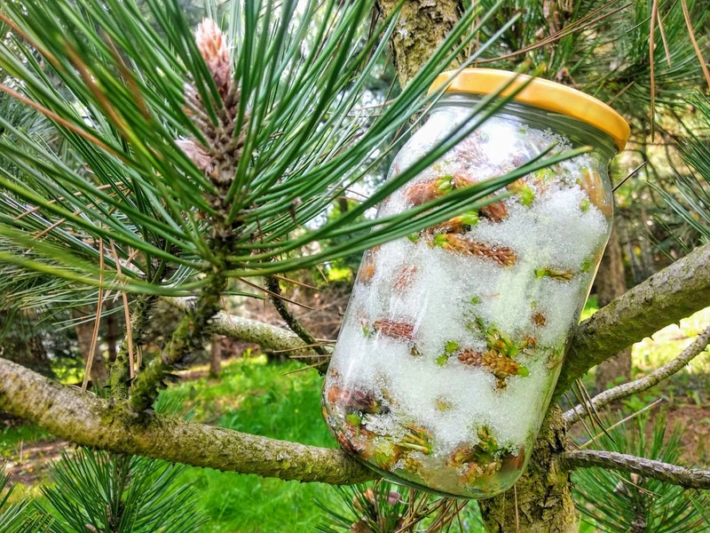 Przepis na nalewkę i syrop z młodych pędów sosny