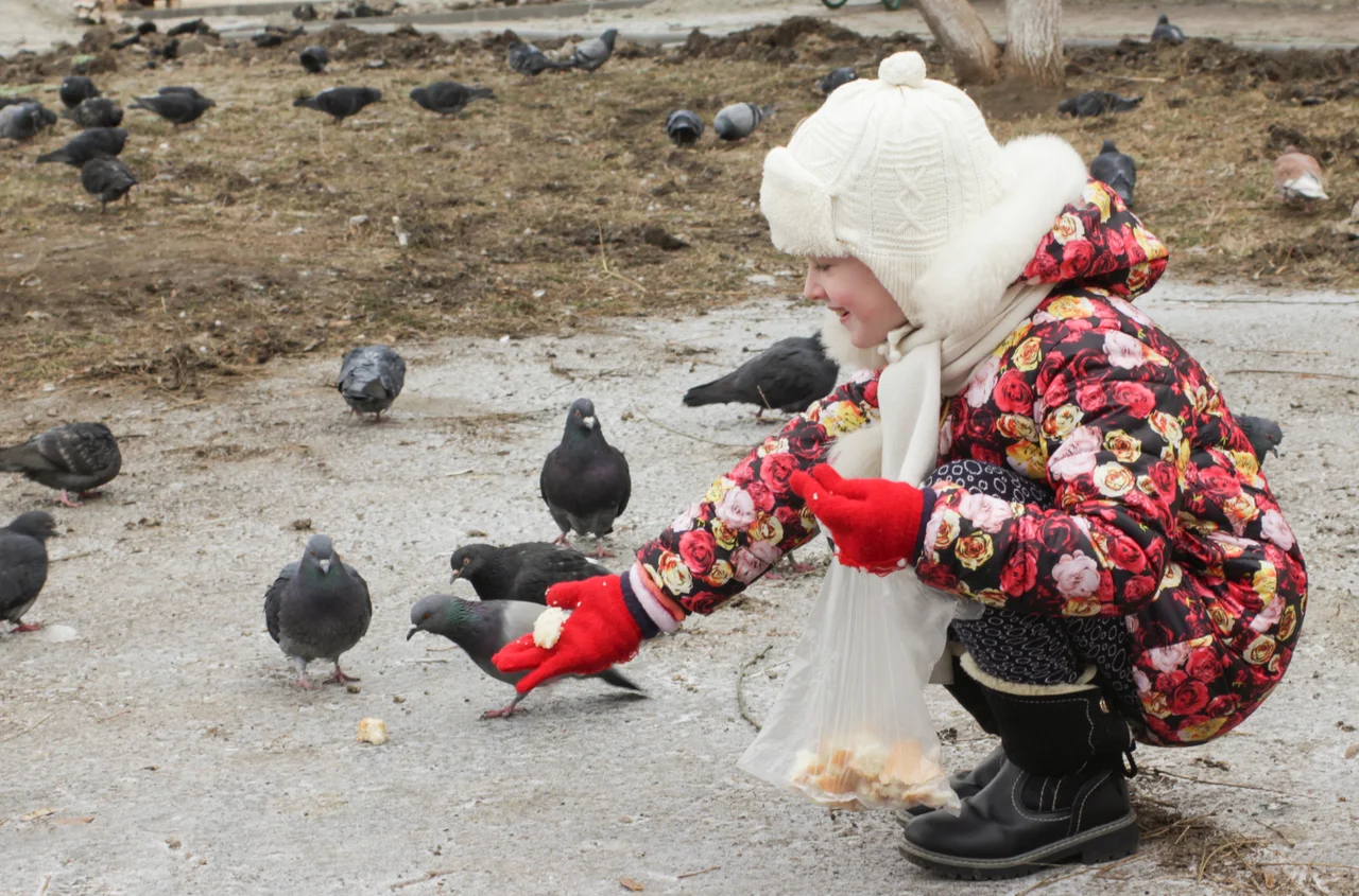 Zacznij i skończ w odpowiednim momencie! Kiedy dokarmianie ptaków robi więcej szkody niż pożytku?