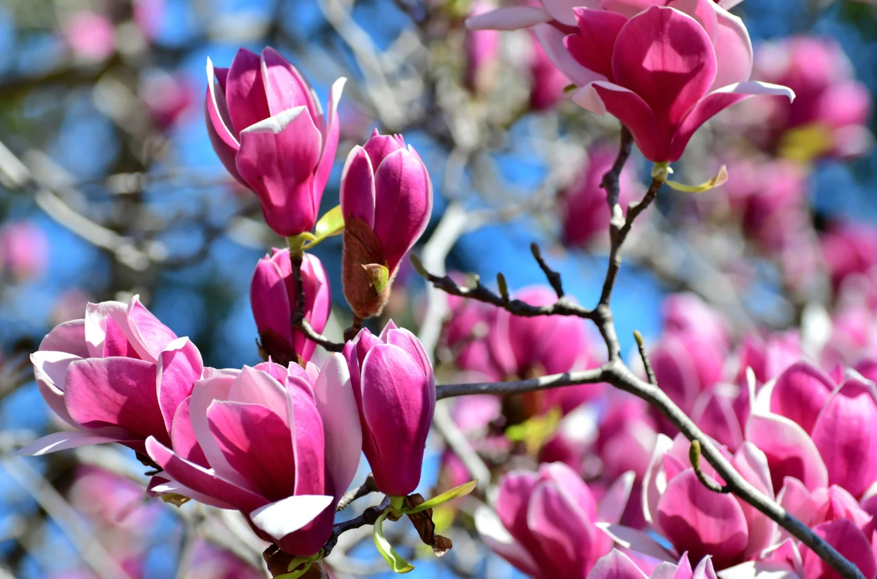 Magnolia już kwitnie! Czy może uczulać i powodować objawy, których nie podejrzewasz?