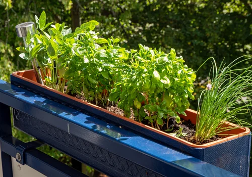 Zmień balkon w zielony ogródek! Praktyczny poradnik dla początkujących na wiosnę!