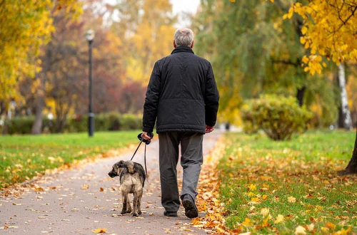 Cyfrowa rewolucja dla zwierząt? Rząd wprowadza PESEL dla psów i kotów!