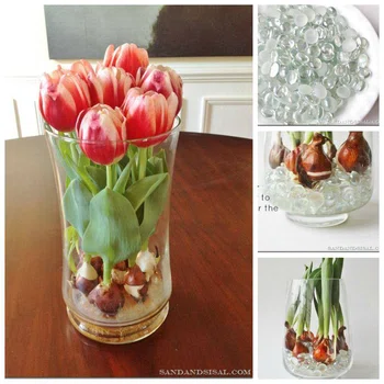 Wyhoduj sobie tulipany