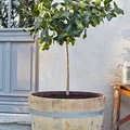 Drewniana donica z beczki