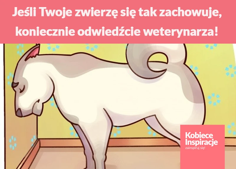 Jeśli Twoje zwierzę się tak zachowuje, koniecznie odwiedźcie weterynarza!