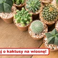 Jak odświeżyć KAKTUSY po ZIMIE? Zobacz praktyczny poradnik