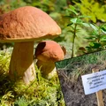 W lasach pojawiają się "rezerwacje" grzybów! Co one oznaczają? Lasy Państwowe wyjaśniają!