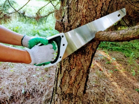 Słaba płeć, a jednak najsilniejsza – o tym jak z braku ogrodnika wykarczowałam las