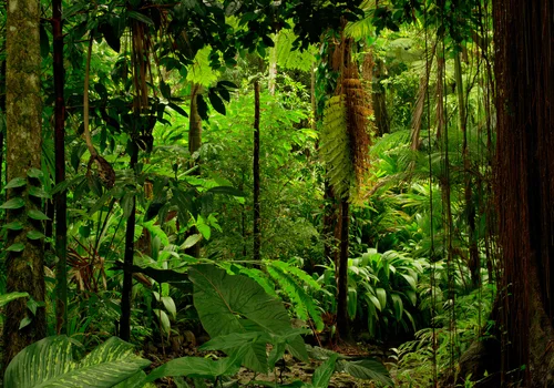 Światowy Dzień Lasu Deszczowego: Znaczenie i Wyzwania