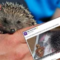 Kobieta myślała, że znalazła jeża - opiekowała się nim i zawiozła do weterynarza! Na miejscu okazało się, że to pompon od czapki